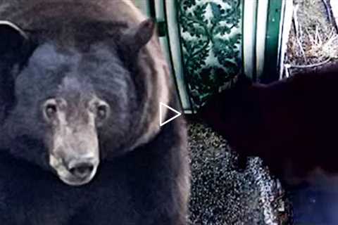 500-Pound Bear ‘Hank the Tank’ Has Broken Into 28 Homes