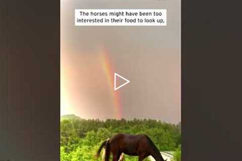 Horses Graze on Grass Under Beautiful Rainbow #shorts