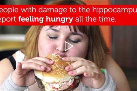 Five Ways Junk Food Changes the Brain | RMIT University