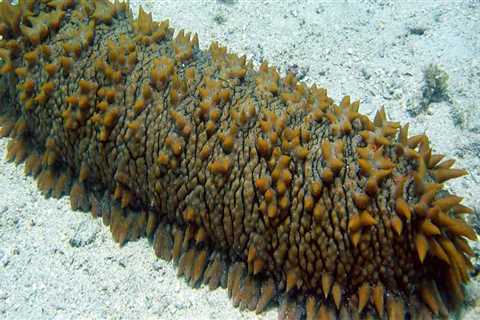 What would happen if sea cucumbers went extinct?