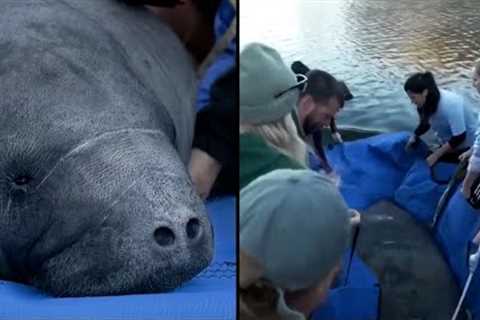 12 Rehabbed Manatees Released Into the Wild