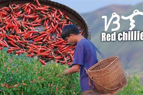 Harvesting spicy red chillies under the sun! | Making SUPER spicy Filipino food 🌶️🥵