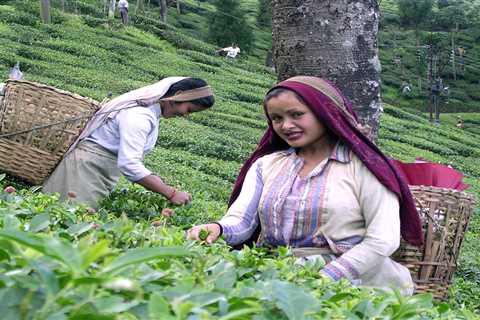 Indulge in the Best Leaf Tea: Ranking the Top Varieties