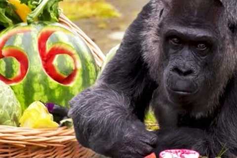 Meet Fatou, the World’s Oldest Gorilla