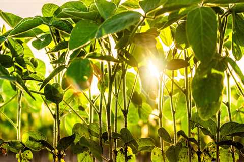 Organic Soybeans: A Comprehensive Overview