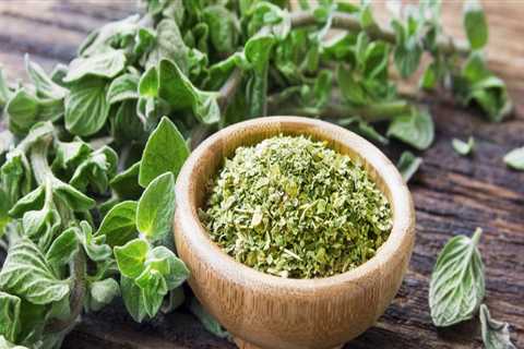 Exploring Oregano: An Overview of Its Uses and Benefits