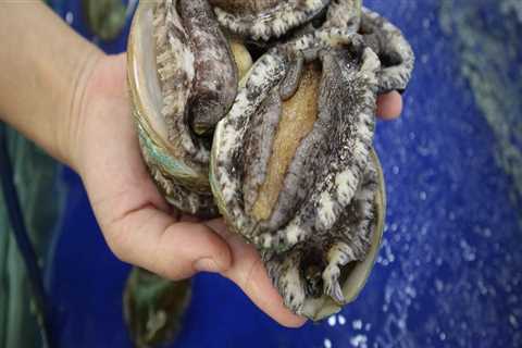 Why Abalones are so Cheap and Canned Abalones are so Expensive in Singapore