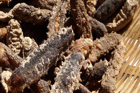 How to Dry Sea Cucumber: A Comprehensive Guide