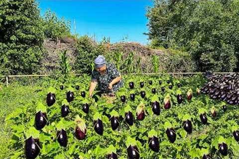 Eggplant Harvesting | You have never eaten such delicious eggplant!