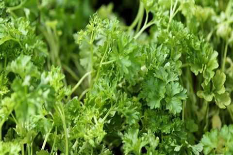 Parsley - A Comprehensive Overview
