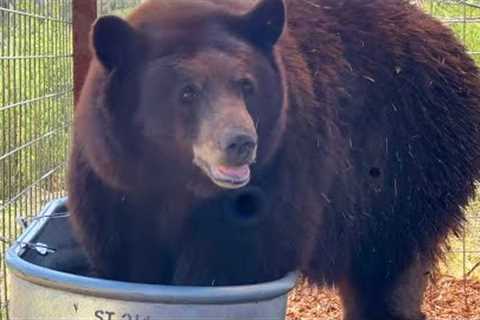 Bear Known as ‘Hank the Tank’ Sent to Animal Sanctuary