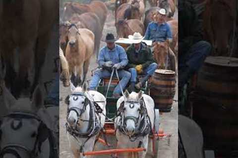 Cooking for Cowboys