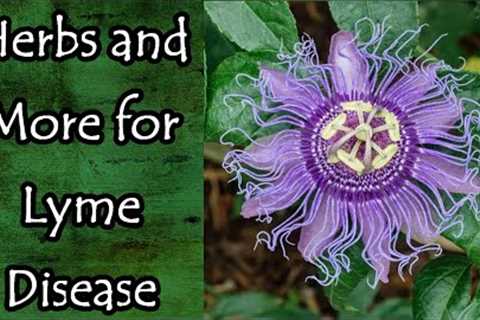 Herbs and More for Lyme Disease