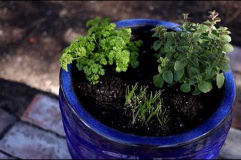 Planting Herbs in Containers for Beginners 🌿// Garden Answer