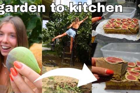 Fig Tree Fruit (benefits of eating figs everyday) // Fig Fruit Raw Vegan Dessert Recipe Easy