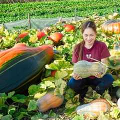 Harvesting Red Pumpkin - Make Steamed Eggs With Pumpkin Goes to the market sell - Lý Thị Hoa