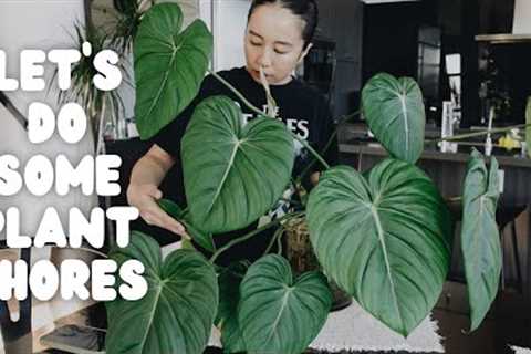 do some saturday plant chores w/ me! watering, fertilizing & moving anthurium out of a..