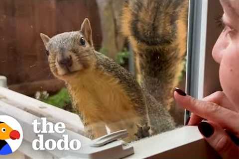 Wild Squirrel Taps On Woman''s Window To Play | The Dodo