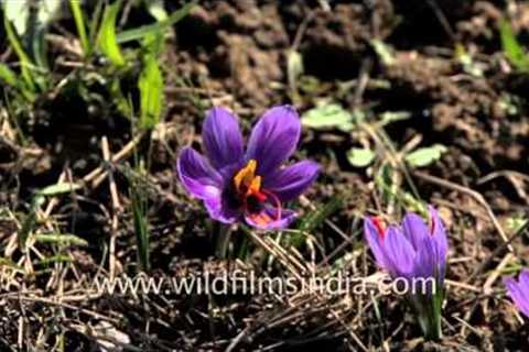 Saffron fields of Pampore full of saffron flowers