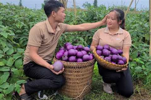 Husband and wife go together, Harvest eggplant garden go to the market sell - Luu Linh''s family