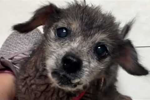 Dumped senior dog''s heartbreaking cry