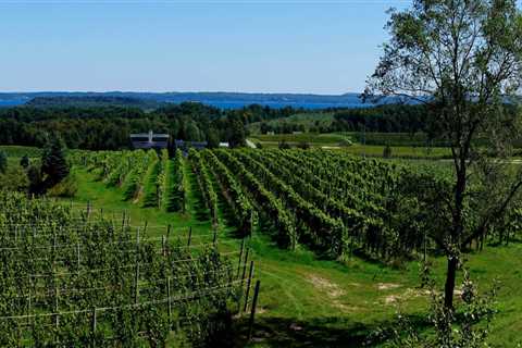 Growing Grapes for Wine Production in Northwestern Louisiana: An Expert's Guide