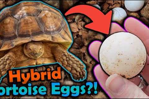 Our Sulcata and Leopard Tortoise had Eggs?!