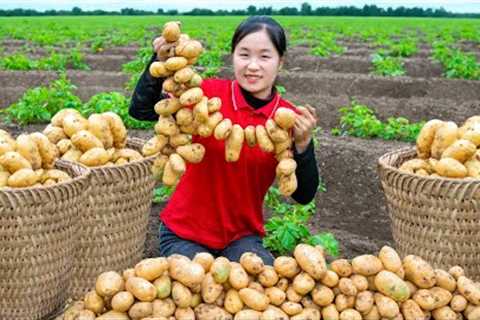 Harvest POTATO garden goes to the market sell - Cooking | Ella Daily Life