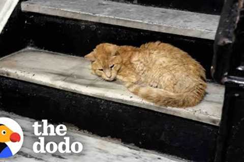 Matted Cat Shows Up On Couple''s Doorstep | The Dodo