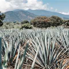 The Craft of Making Artisanal Tequila