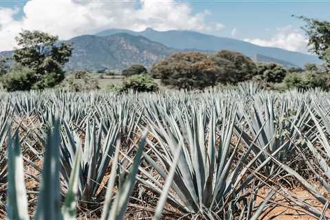 The Craft of Making Artisanal Tequila