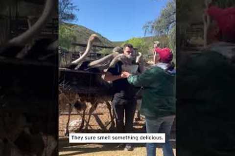 Hungry Ostriches Have a Feast #shorts