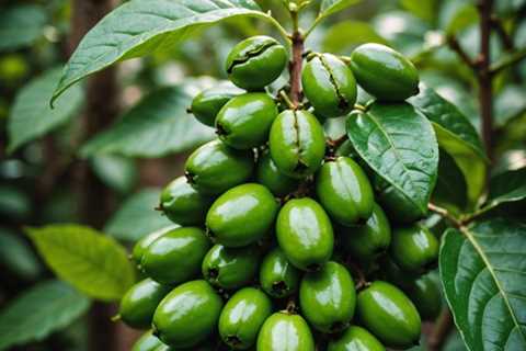 What Are the Health Benefits of Green Coffee Beans?